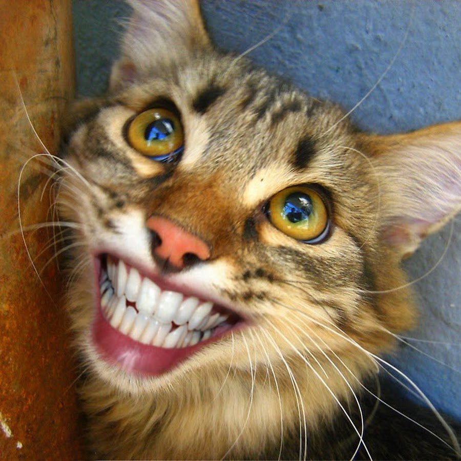 Кошка с человеческими зубами