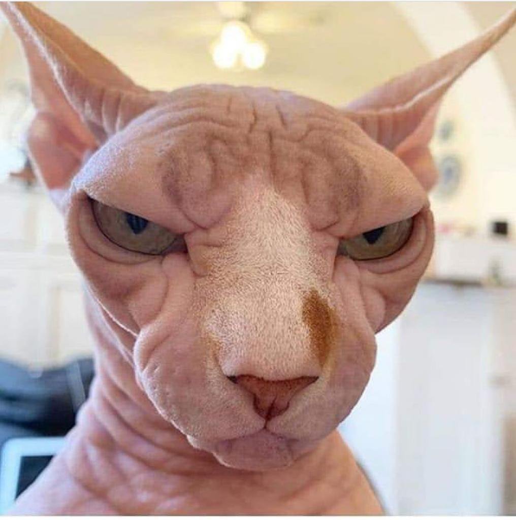 Двуликий кот Фрэнк