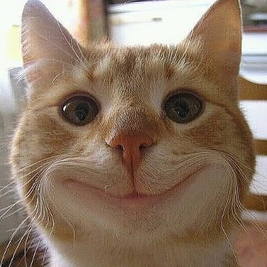 Довольное лицо кота