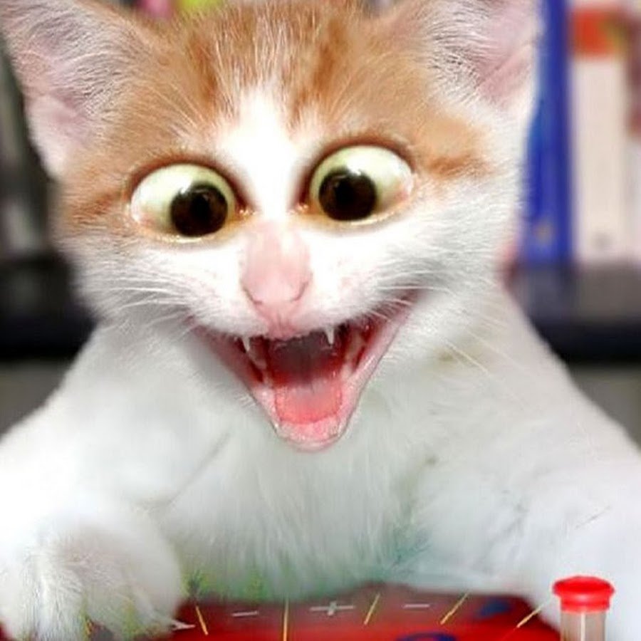 Смешные собаки