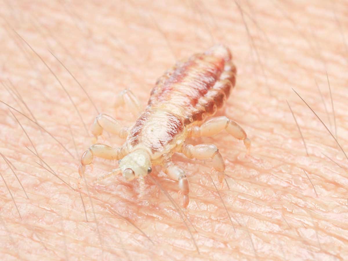 Веселая блоха