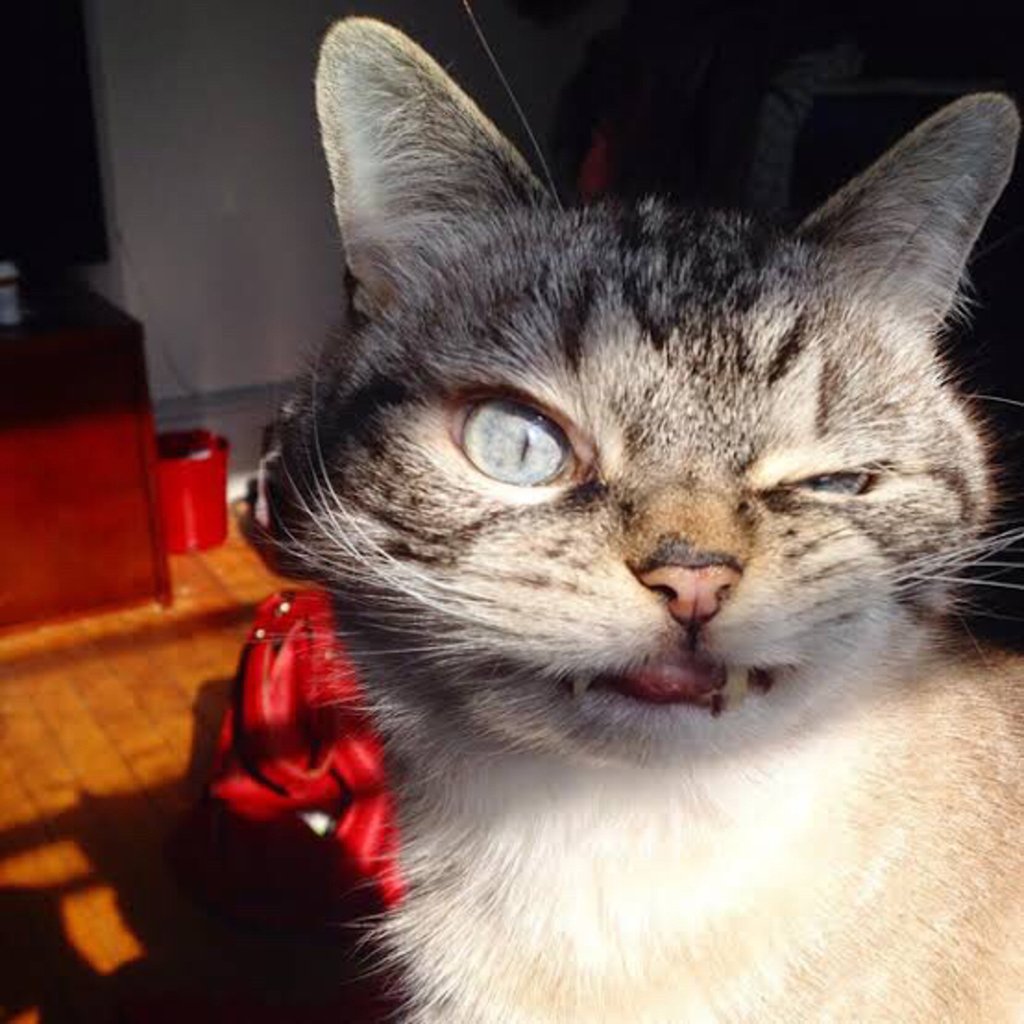 Кот вампир Локи