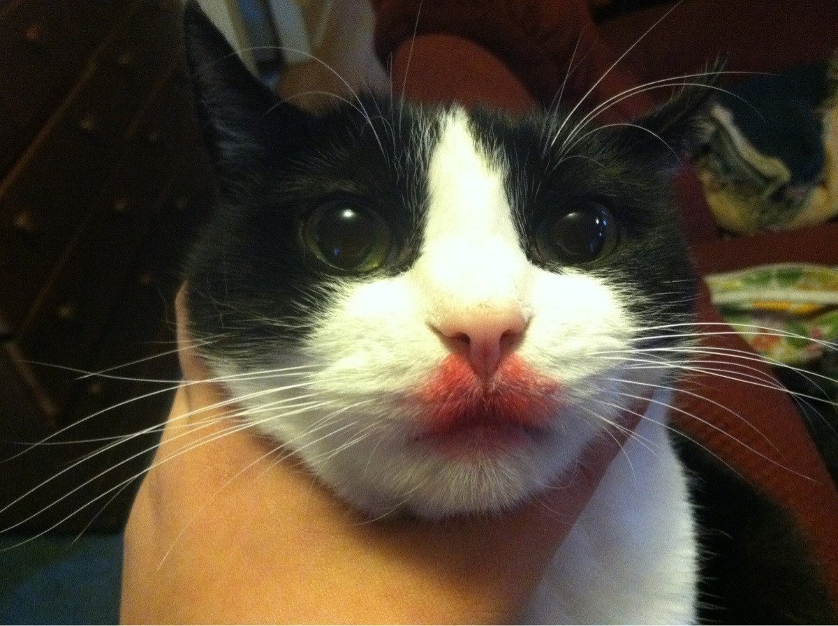 Улыбки животных смешные