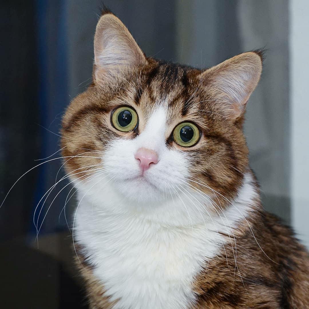 Кот вампир Локи порода