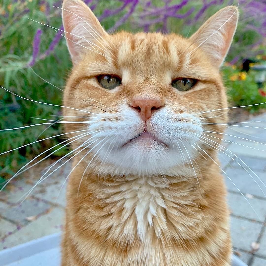 Хитрая морда кота