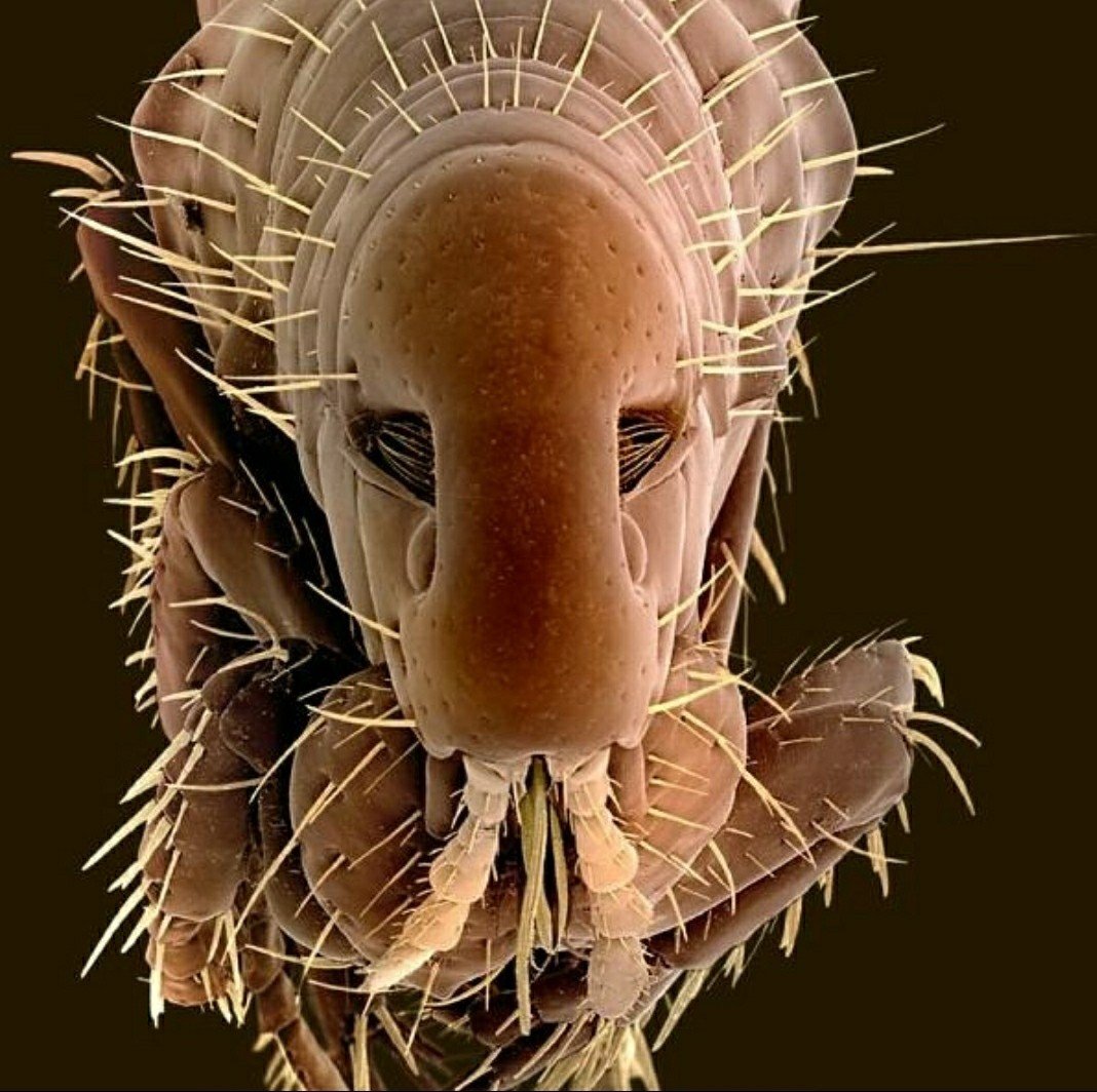 Платяная вошь (Pediculus humanus corporis)