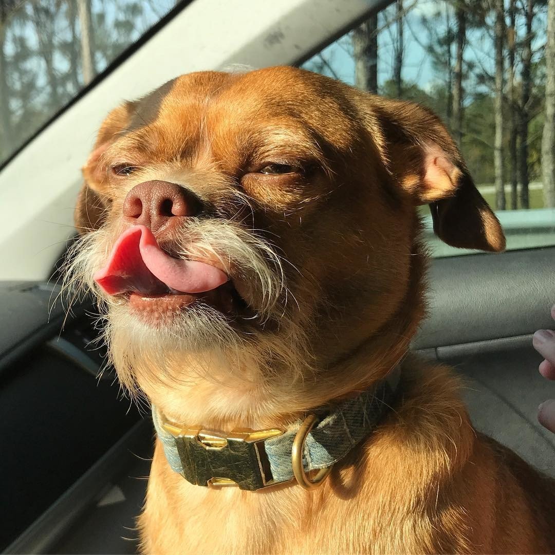 Сфинкс Локи