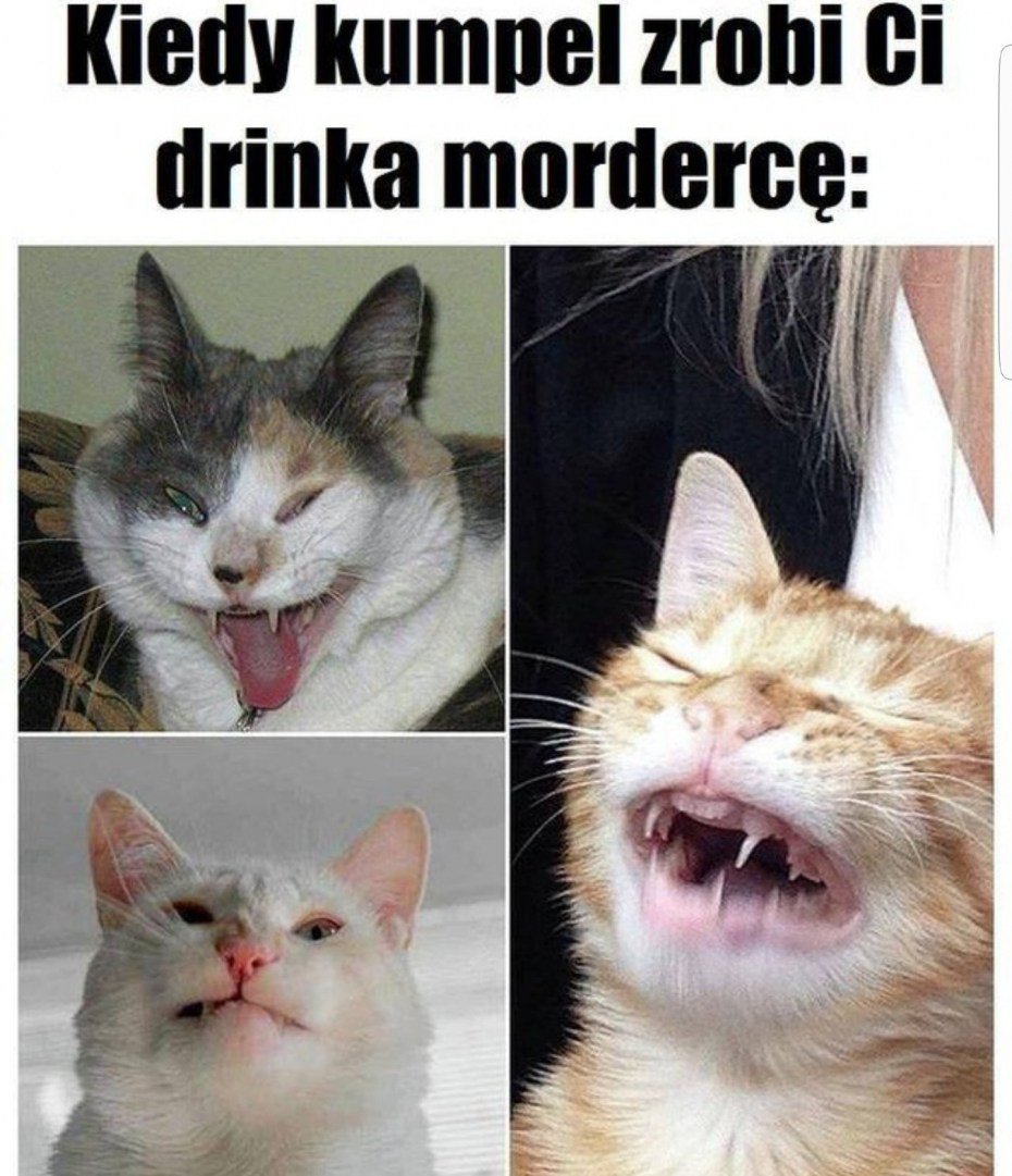 Смешное лицо кота