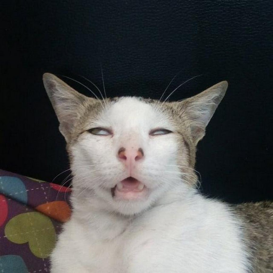 Удивленная кошка