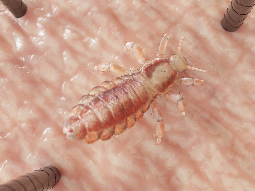 Гнида мультяшная