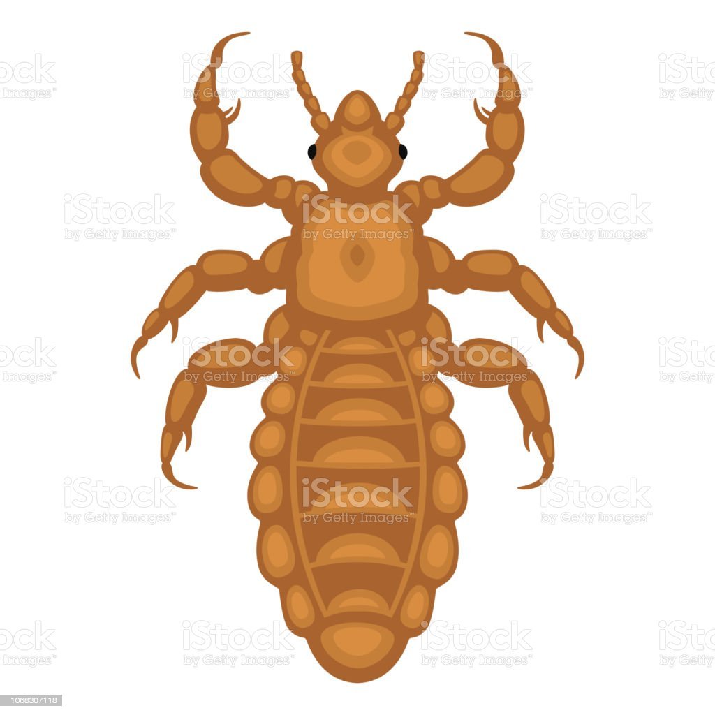 Жук сеноед книжная вошь