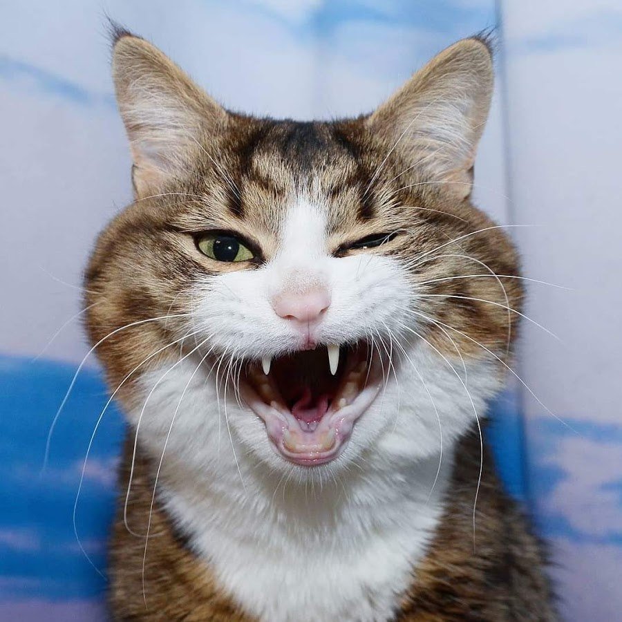 Кот фронталка