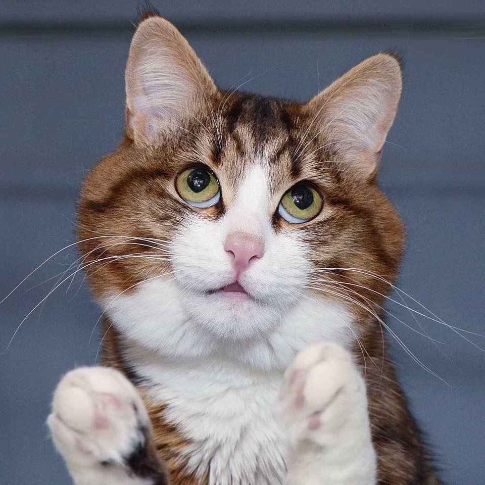 Страшный кот