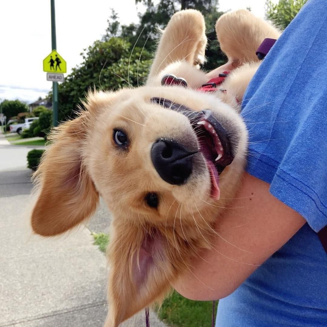 Веселая собака