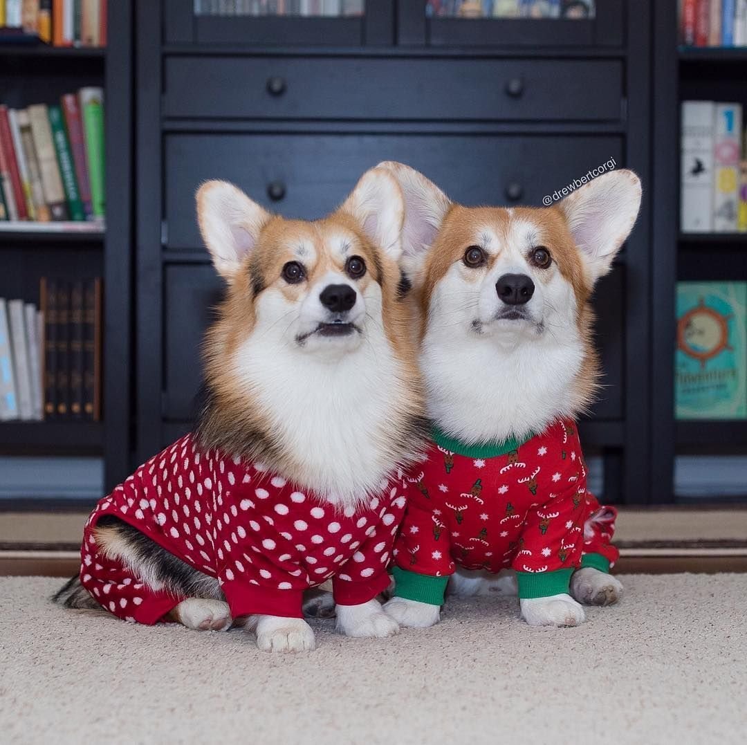 Уютный корги