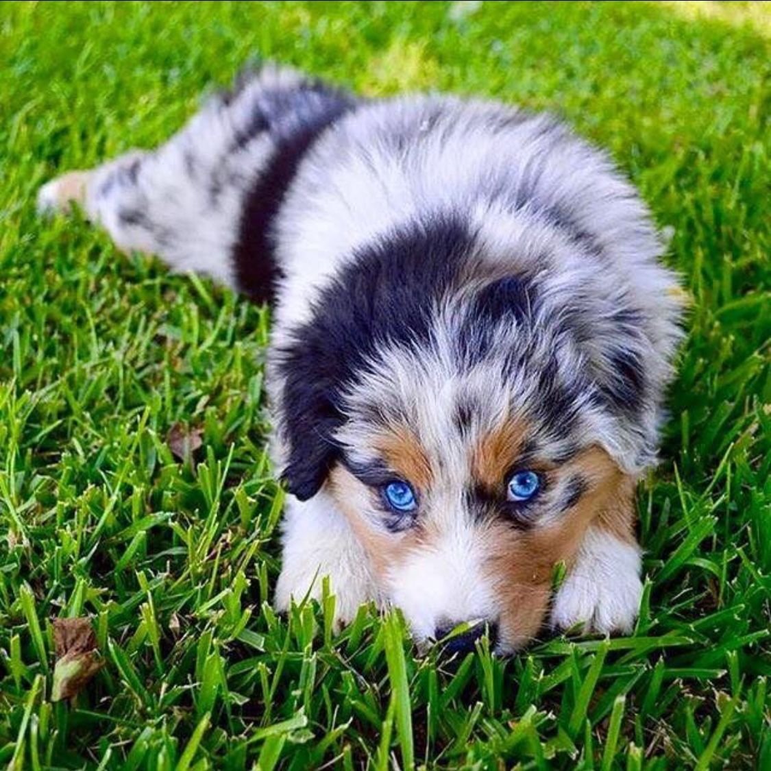 Аусси голубой Мерль