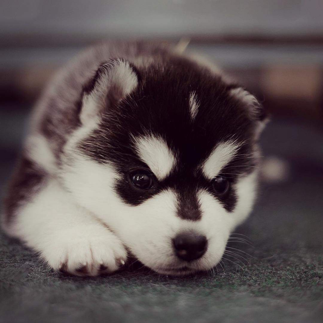 Милые хаски