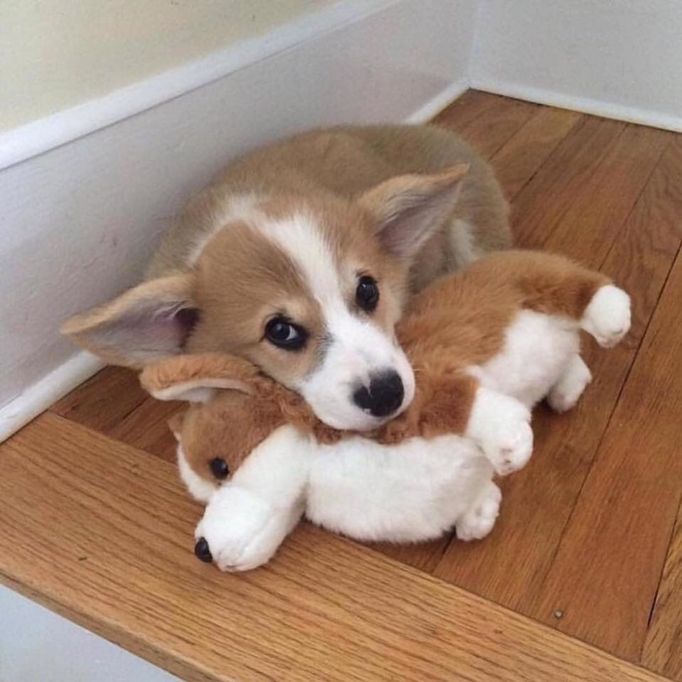 Милые щенки корги