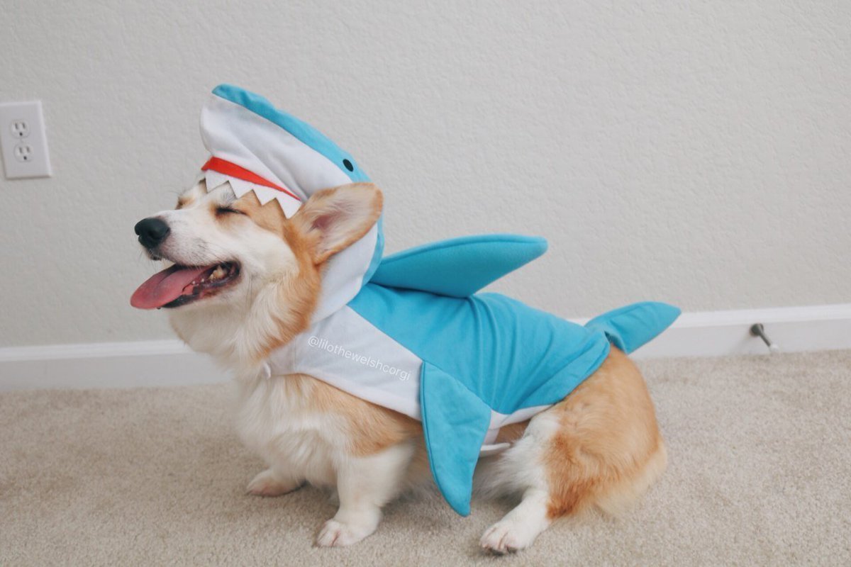 Вельш-корги штаны