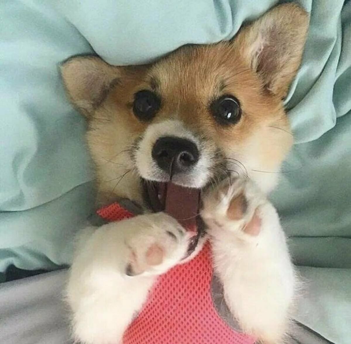 Милые щенки корги