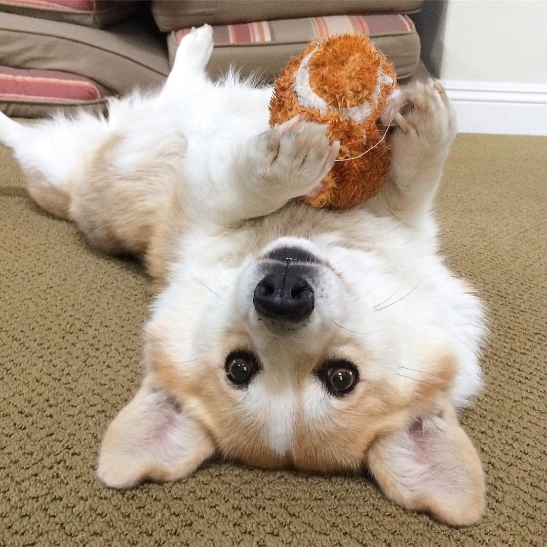 Мимимишные собаки