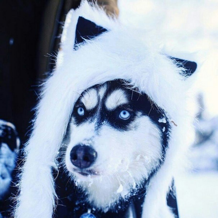 Хасбик в шапке