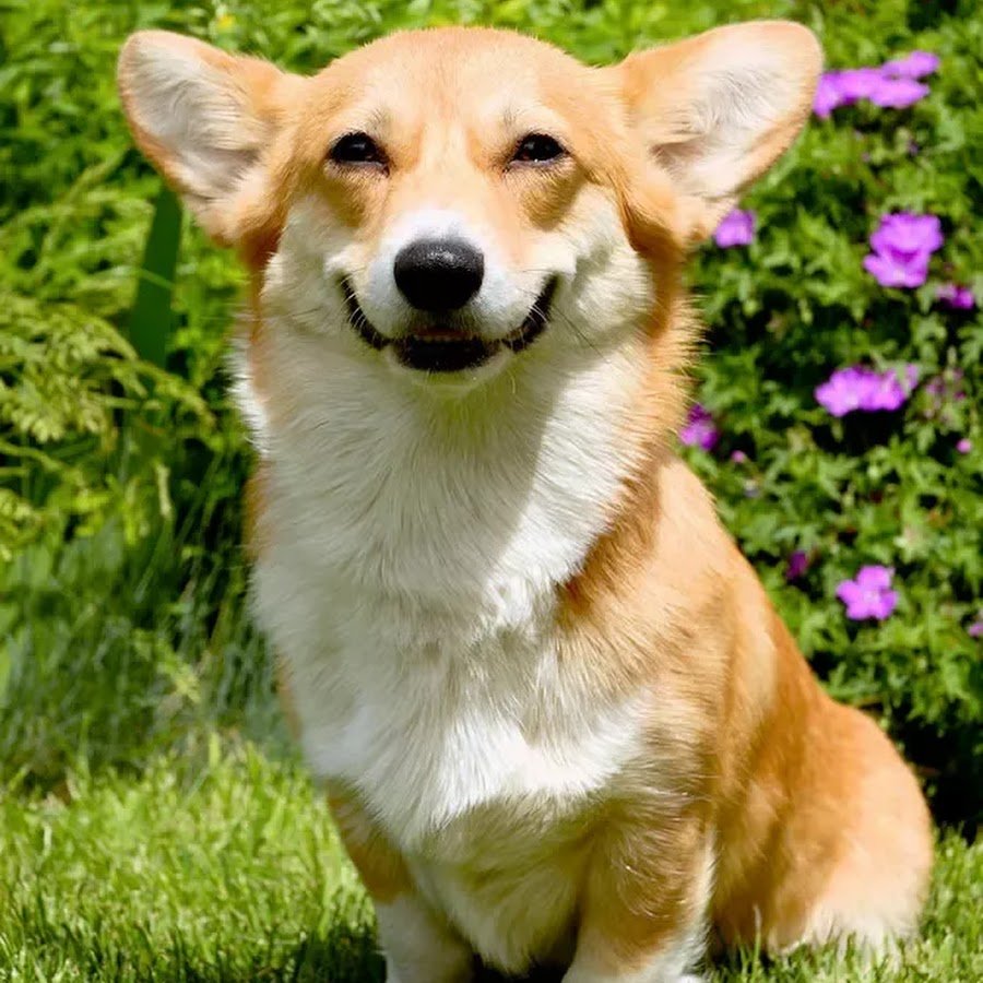 Шорги собаки