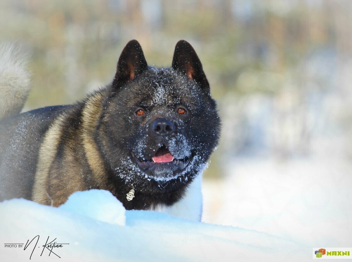 Акита ину тигровая