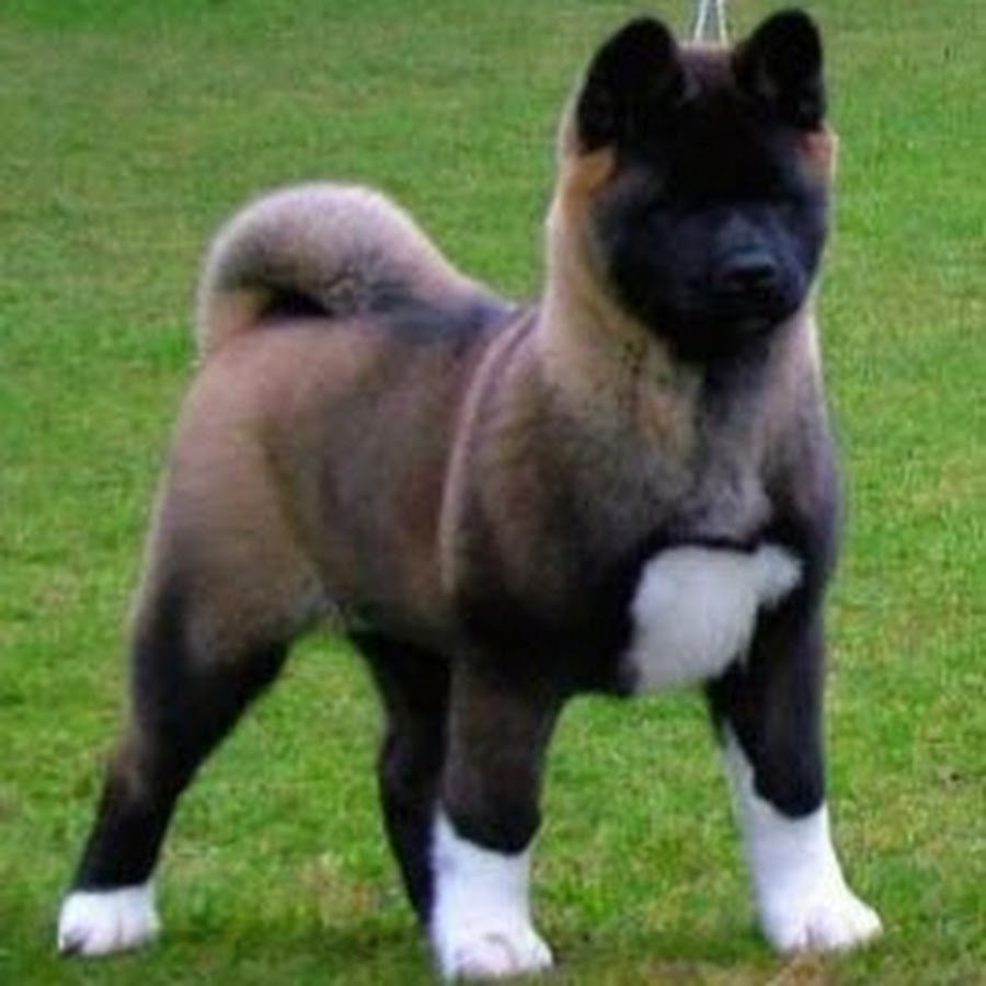 Порода Акита окрасы собак