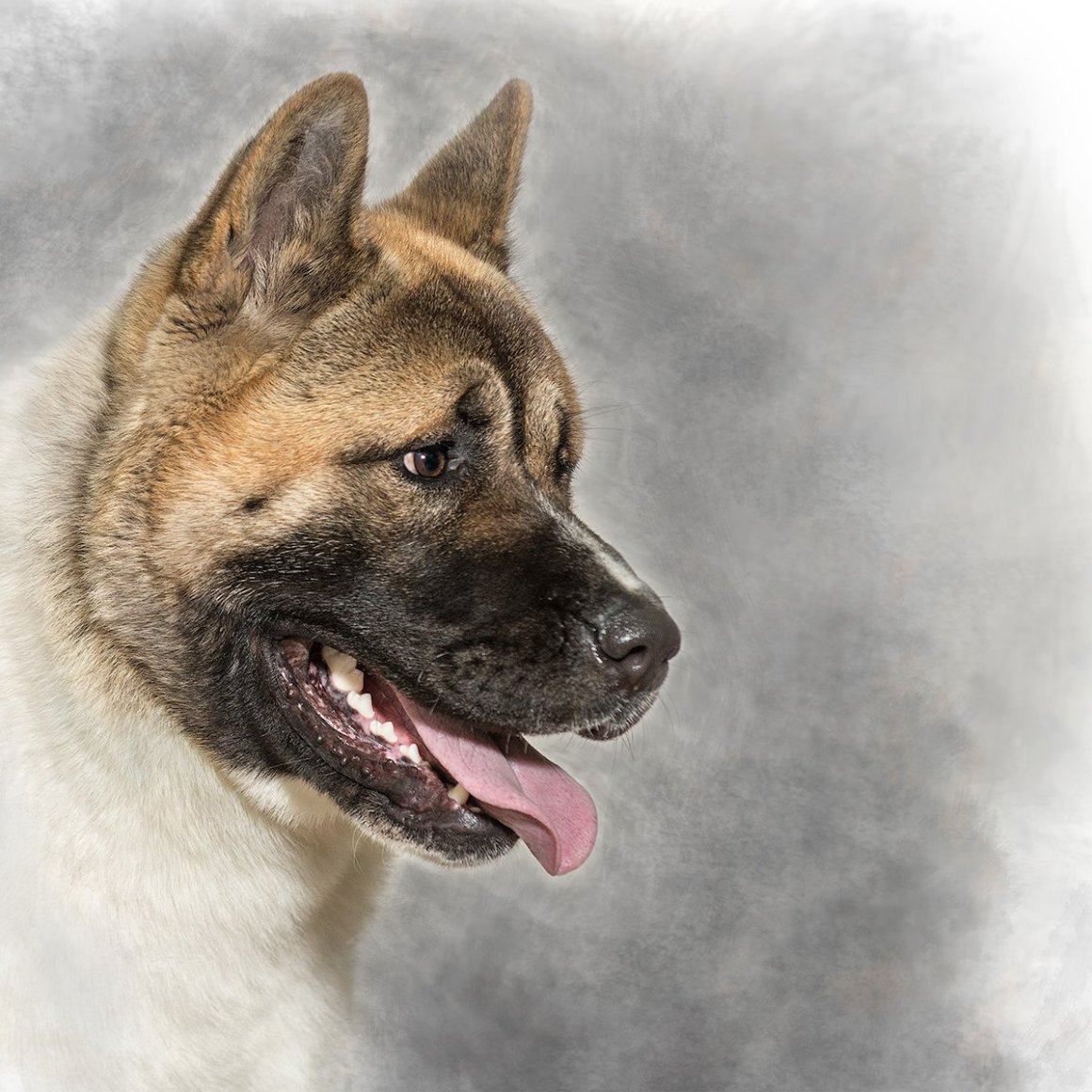 Американская окитаину