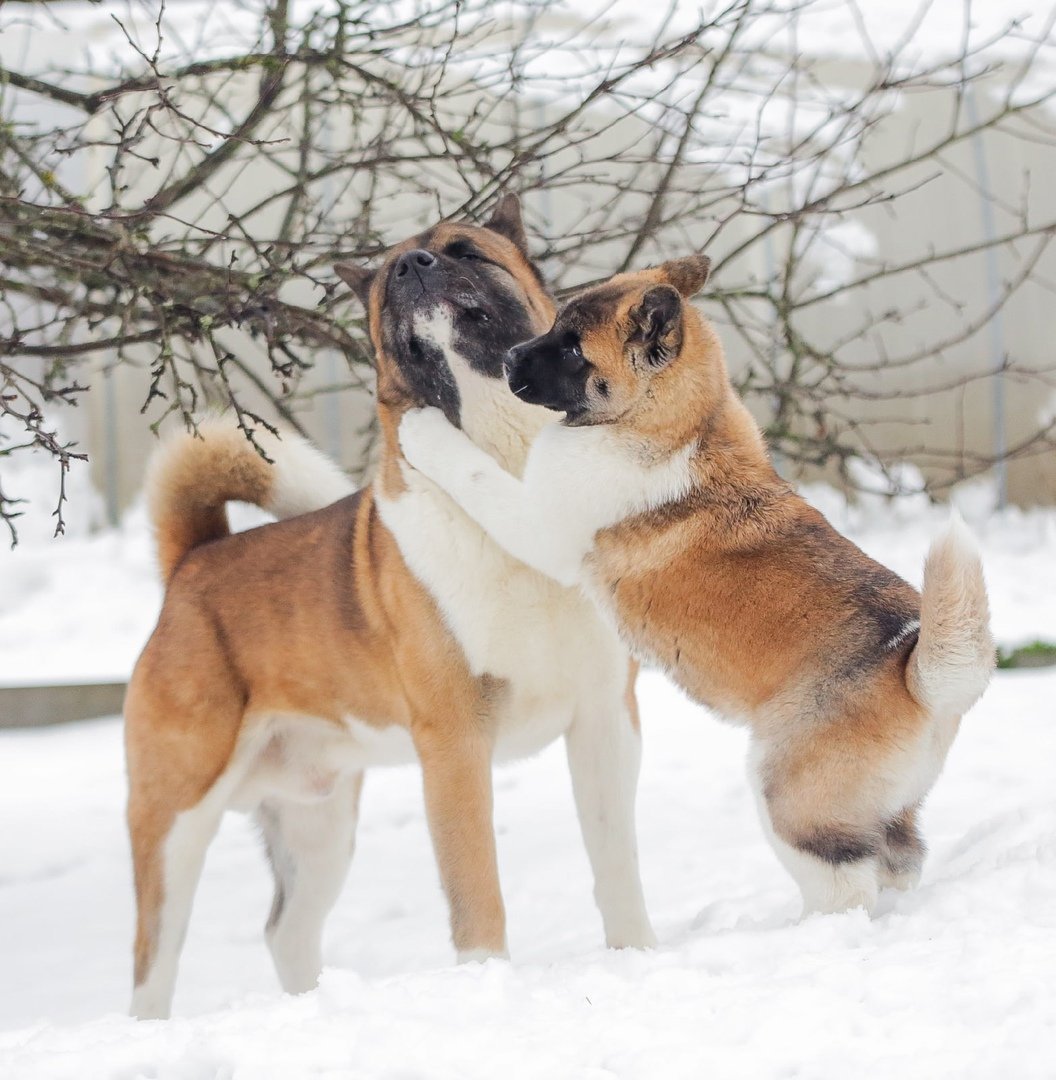 Американская Акита тигровая