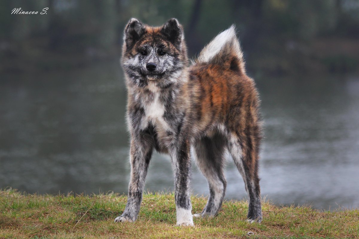 Порода Акита тигровая