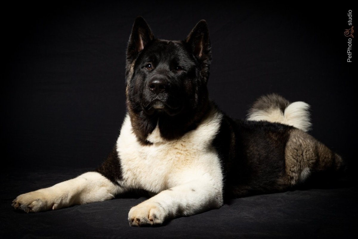 Американская Акита окрас гиены