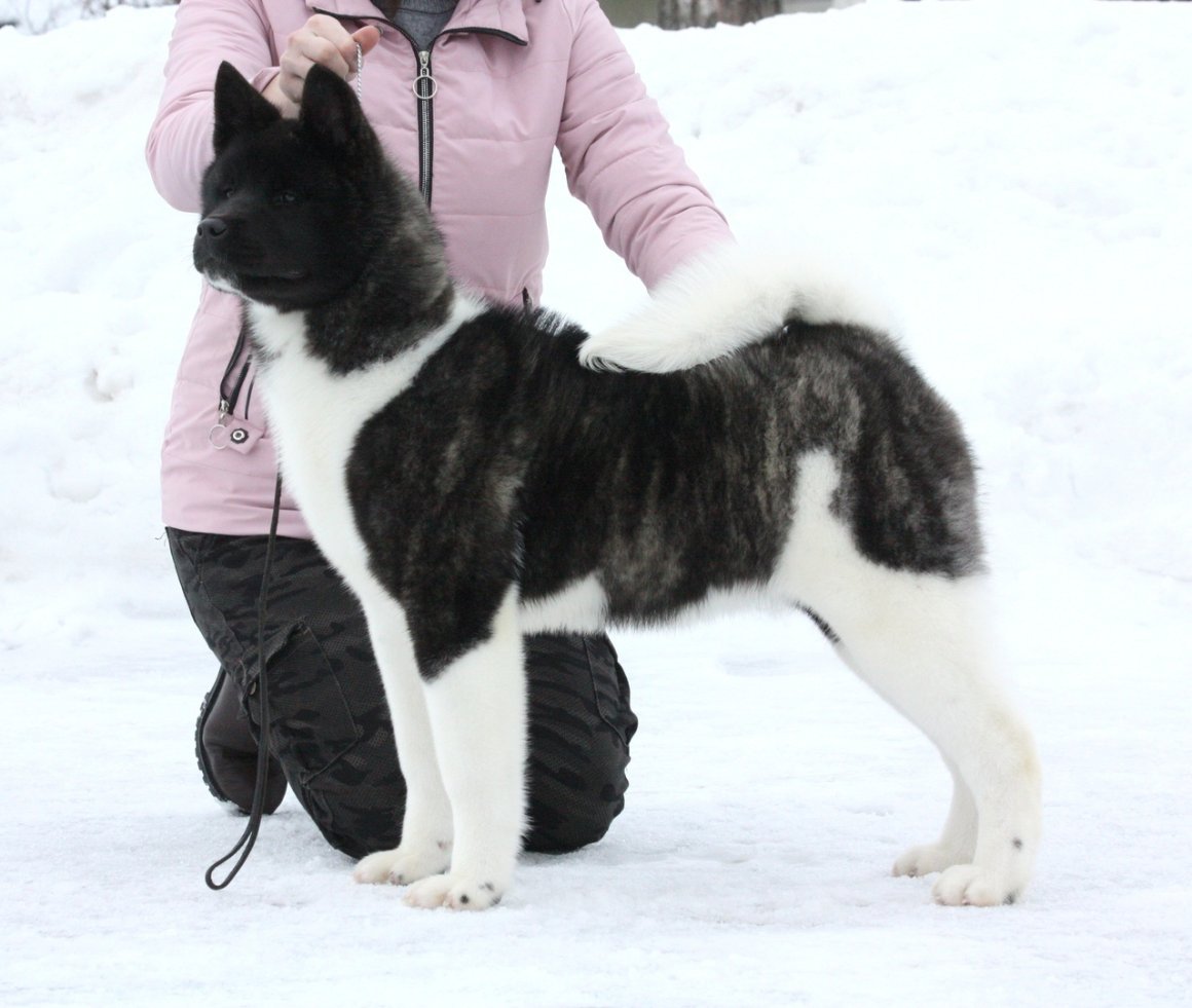 Японская Акита тигровая