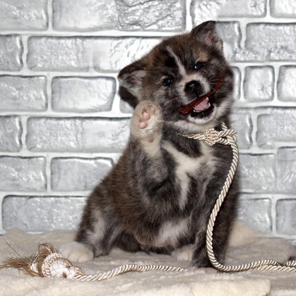 Акита ину тигровая