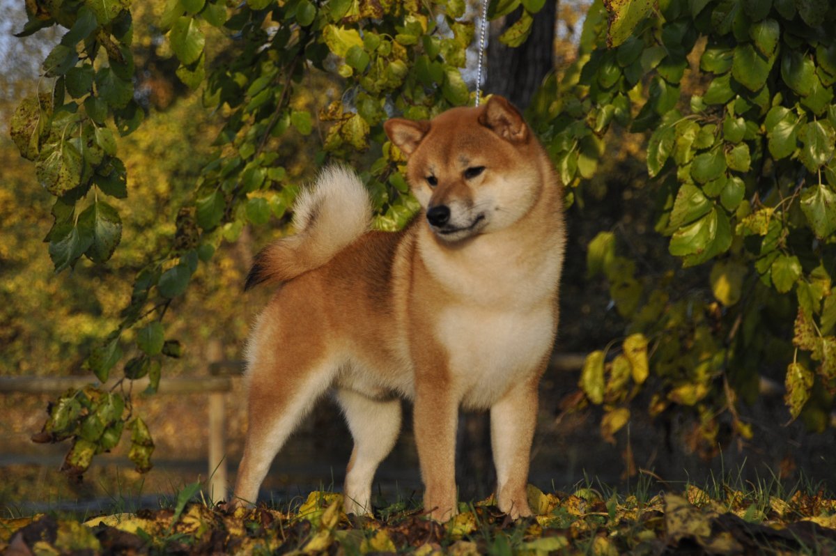 Акита ину тигровая