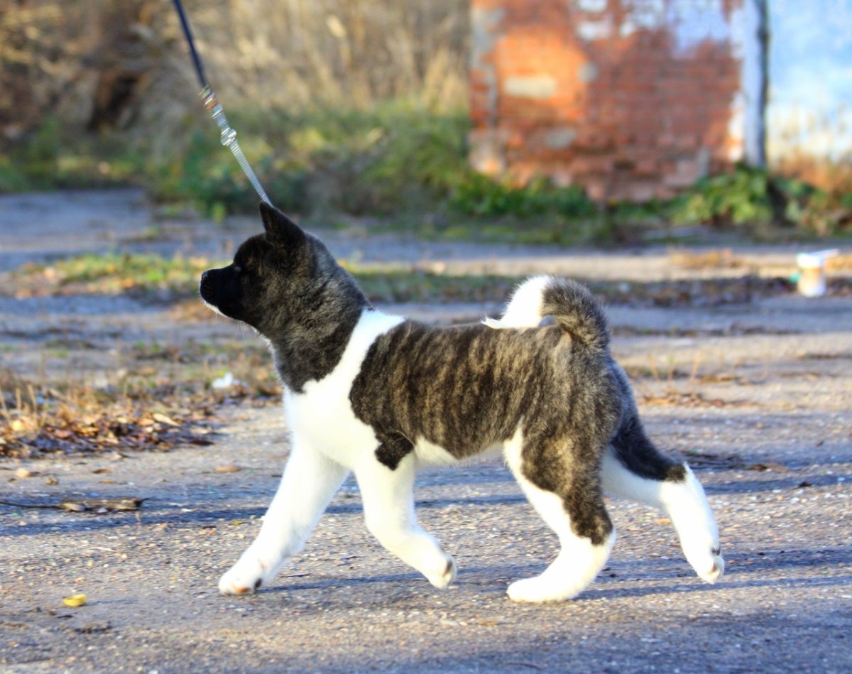 Американская Акита тигровая