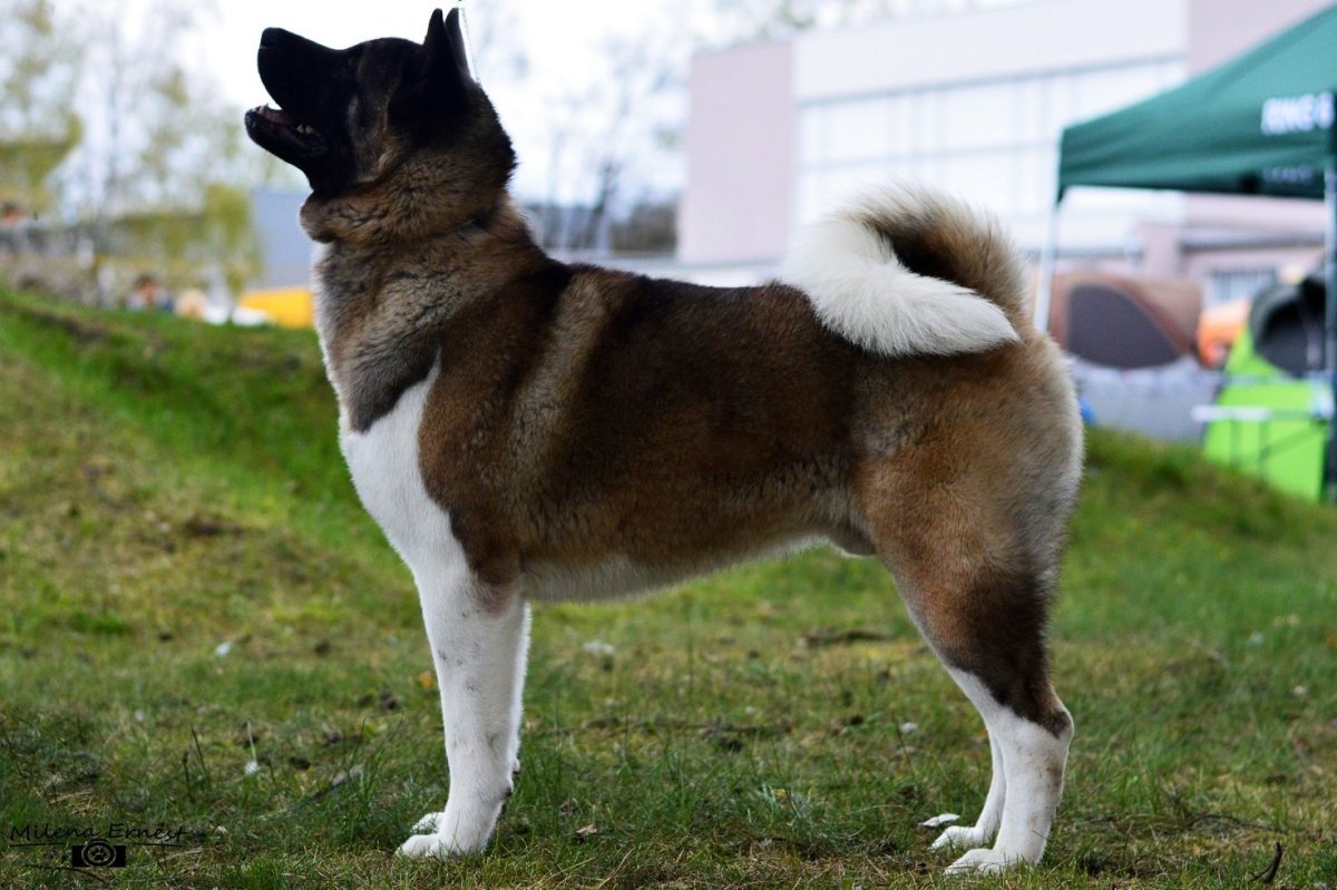 Американская Акита Созвездие скорпиона