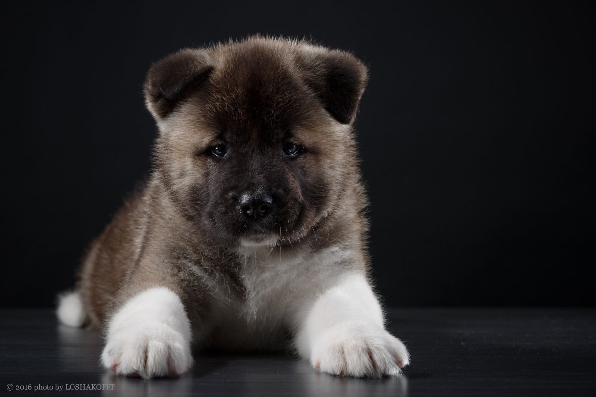 Американская Акита бурая