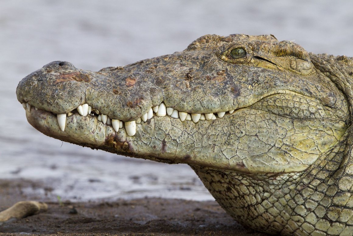 Уши крокодила
