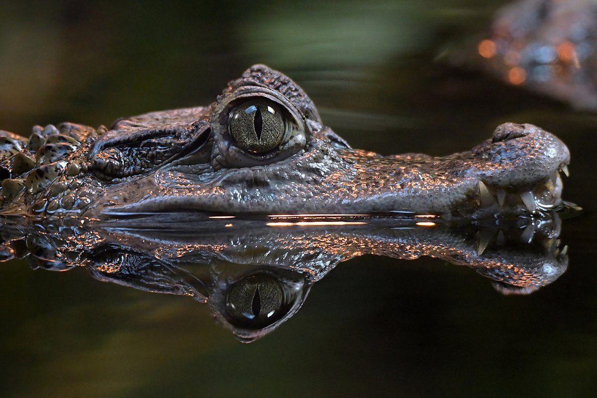Крокодил для детей на прозрачном фоне