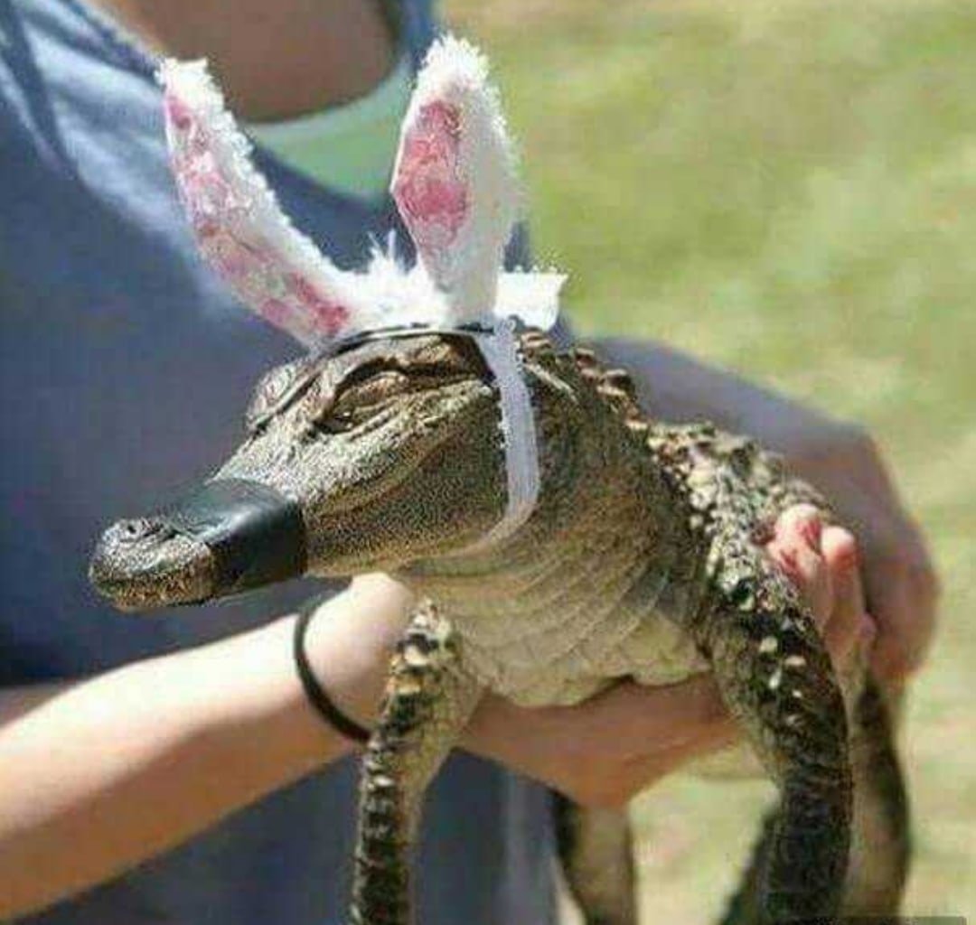 Крокодил с ушками