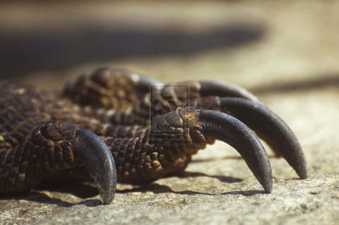 Нильский крокодил Густав