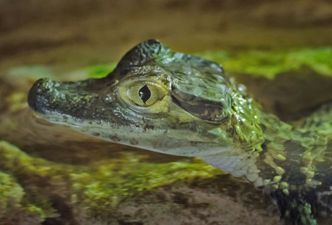 Чёрный Кайман крокодил