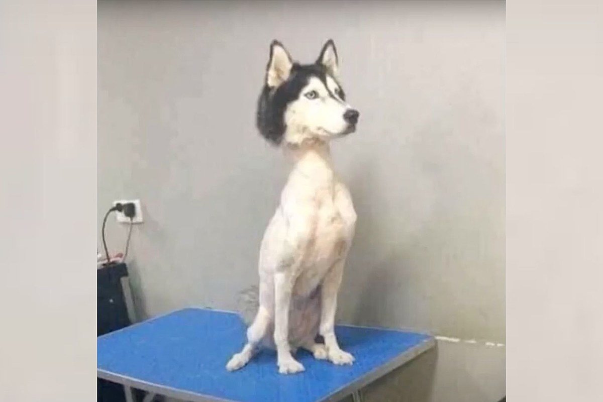 Бритый хаски