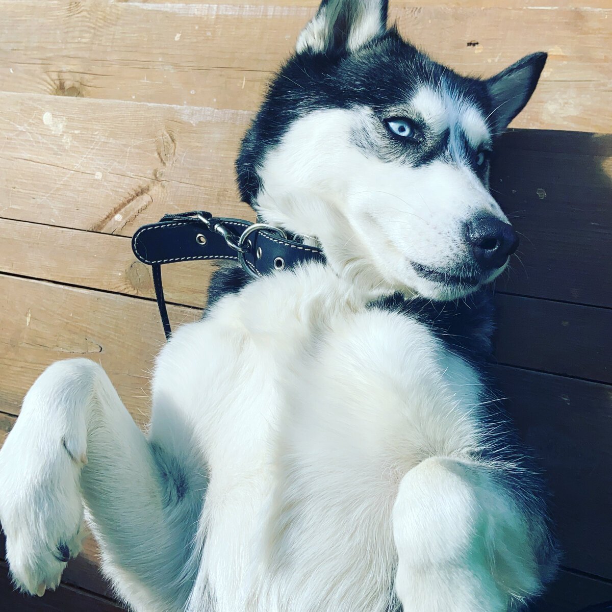 София маламут