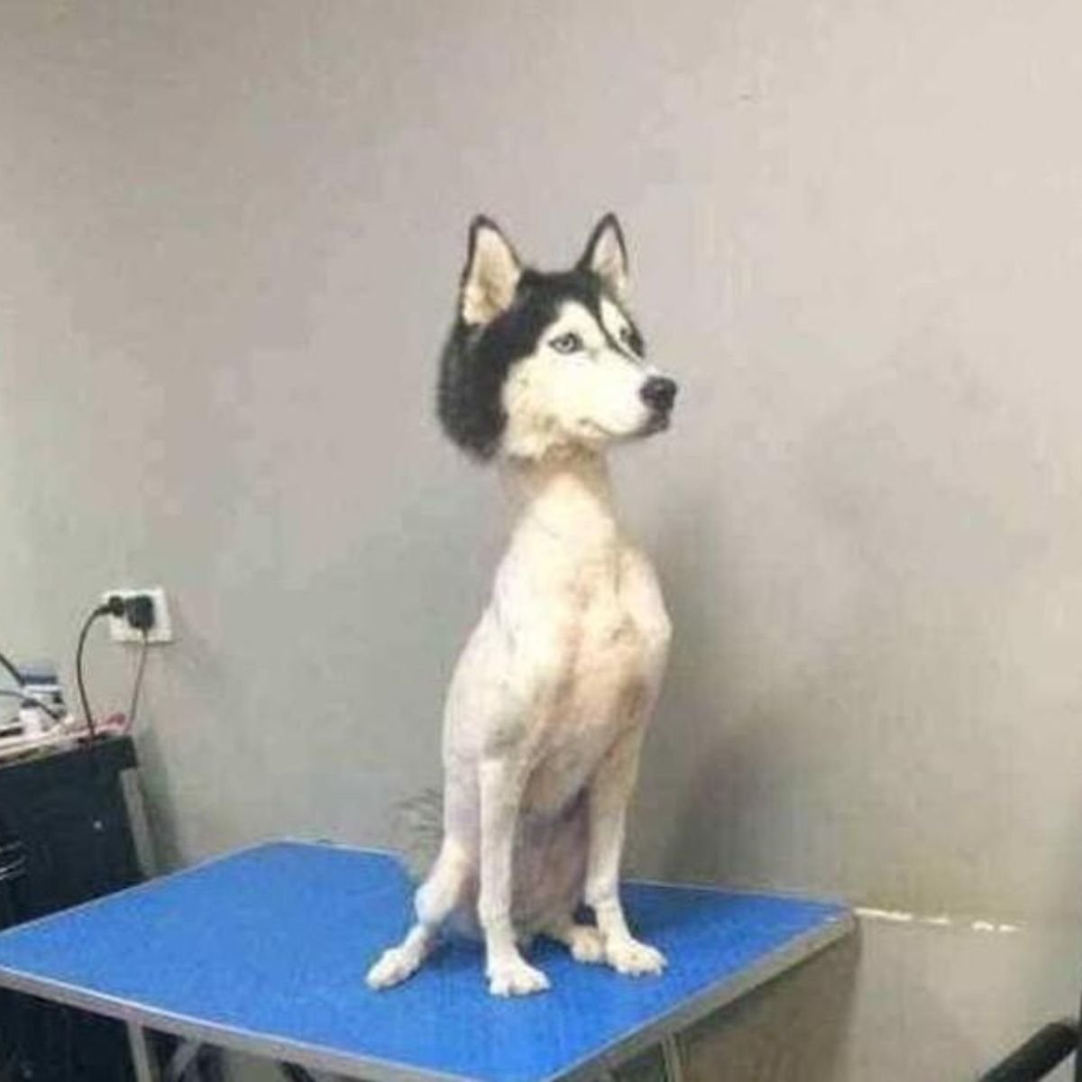 Никогда не стригите хаски