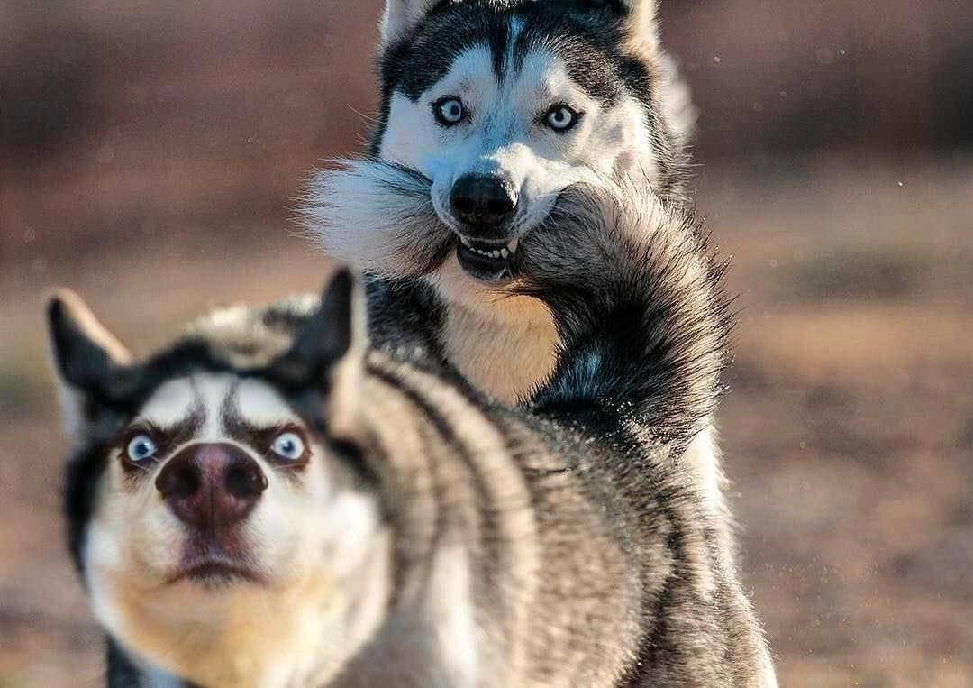 Хаски смешные