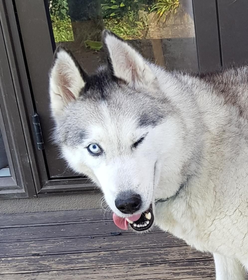 Собака улыбака хаски