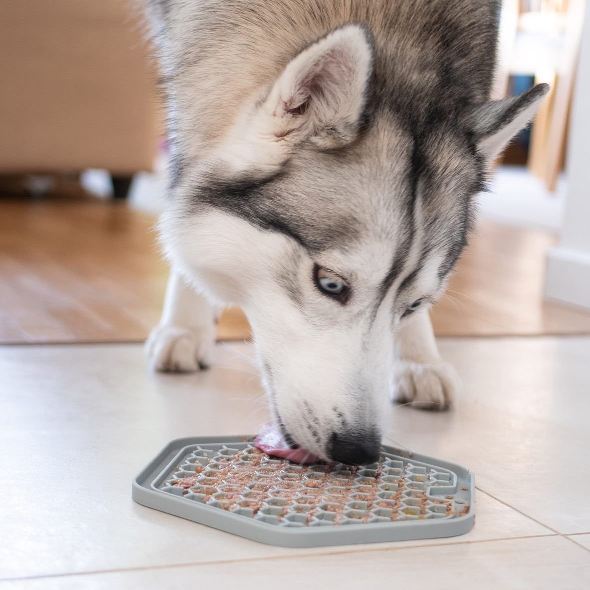 Хаски за столом фото